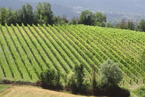 Sostenibilità, cresce la produzione biologica delle cantine cooperative, una su due ha già conseguito uno standard di certificazione